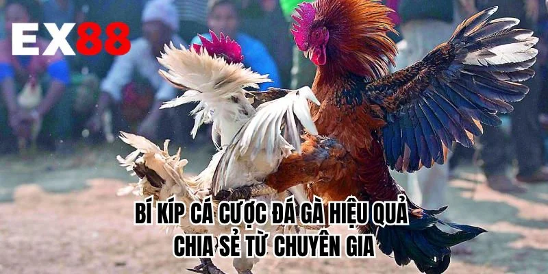 Bí kíp cá cược đá gà hiệu quả chia sẻ từ chuyên gia