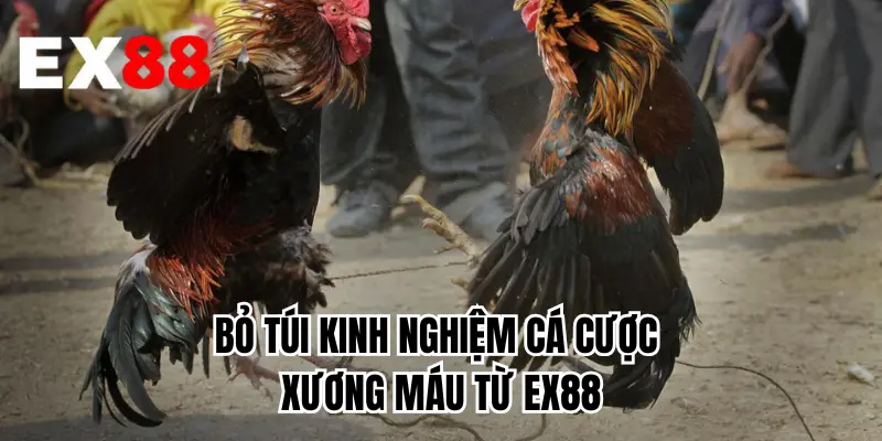 Bỏ túi kinh nghiệm cá cược xương máu từ EX88