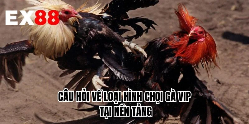 Câu hỏi về loại hình chọi gà VIP tại nền tảng 