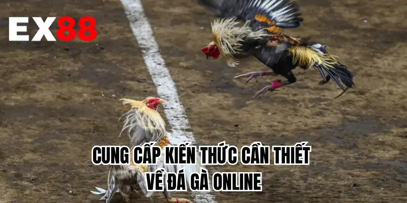 Cung cấp kiến thức cần thiết về đá gà online