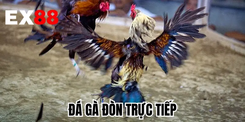 Đá Gà Đòn Trực Tiếp