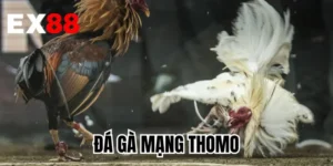 Đá Gà Mạng Thomo