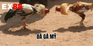 Đá Gà Mỹ