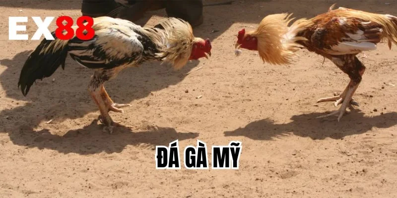 Đá Gà Mỹ