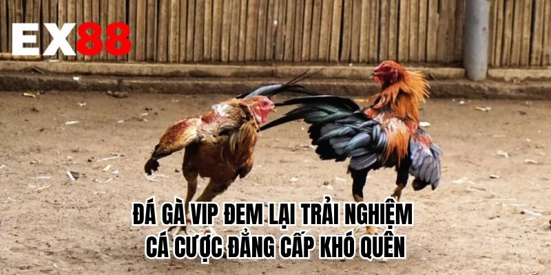 Đá gà VIP đem lại trải nghiệm cá cược đẳng cấp khó quên 