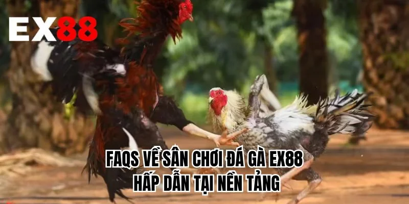 FAQS về sân chơi đá gà EX88 hấp dẫn tại nền tảng
