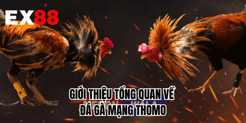 Giới thiệu tổng quan về đá gà mạng Thomo