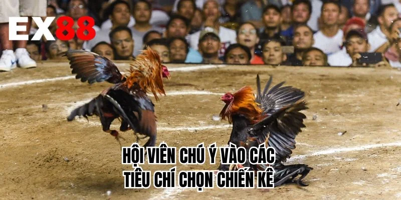 Hội viên chú ý vào các tiêu chí chọn chiến kê
