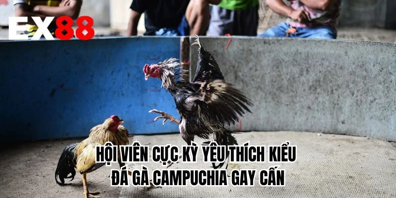 Hội viên cực kỳ yêu thích kiểu đá gà Campuchia gay cấn