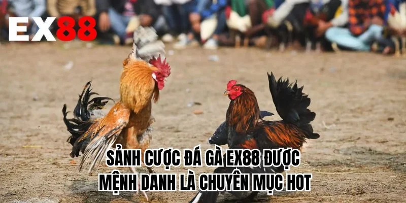 Sảnh cược đá gà EX88 được mệnh danh là chuyên mục hot