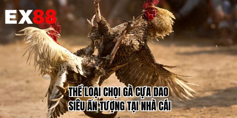 Thể loại chọi gà cựa dao siêu ấn tượng tại nhà cái 